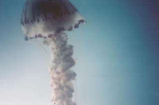 Exploración submarina